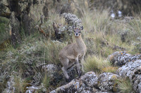 Klipspringer