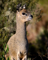 Klipspringer