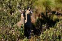 Klipspringer