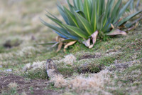 Simien Brush-furred Rat