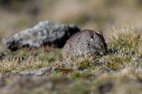 Simien Brush-furred Rat