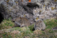 Simien Brush-furred Rat