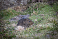 Simien Brush-furred Rat