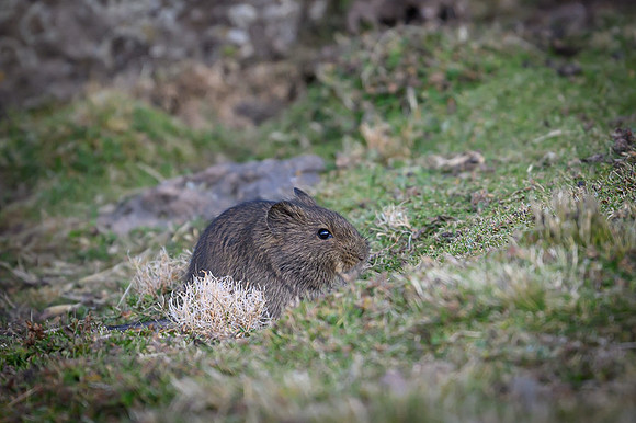 Simien Brush-furred Rat