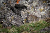 Simien Brush-furred Rat