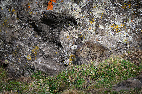 Simien Brush-furred Rat