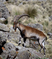 Walia Ibex