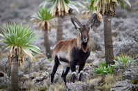 Walia Ibex