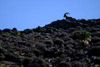 Walia Ibex