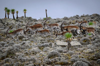 Walia Ibex