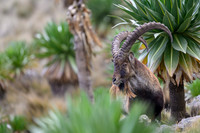 Walia Ibex