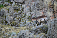 Walia Ibex