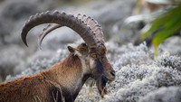 Walia Ibex