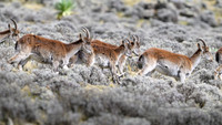 Walia Ibex