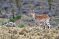 Walia Ibex