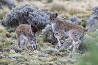 Walia Ibex