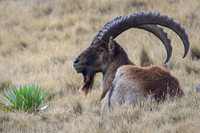 Walia Ibex