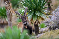 Mammals