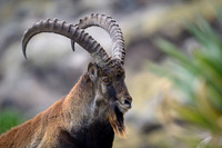 Walia Ibex