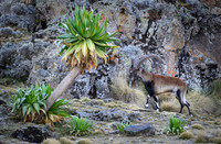 Walia Ibex