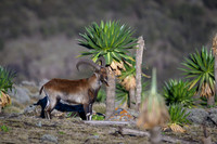 Walia Ibex