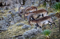 Walia Ibex