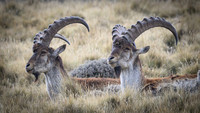 Walia Ibex