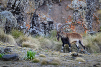 Walia Ibex