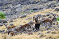Walia Ibex