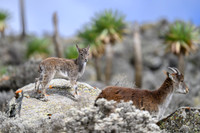 Walia Ibex