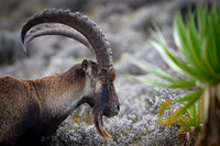 Walia Ibex