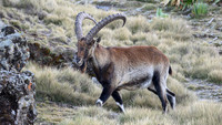 Walia Ibex