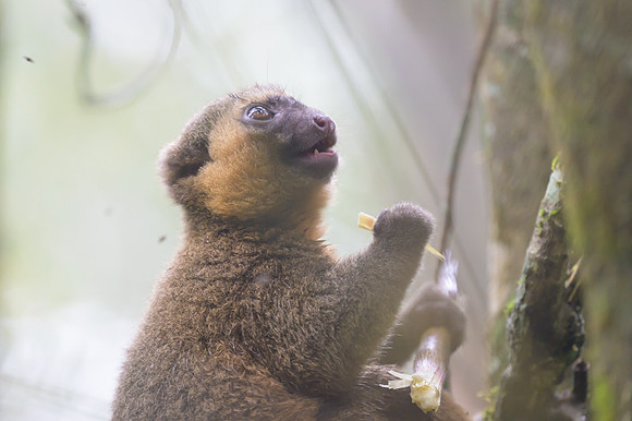 Golden Bamboo Lemur