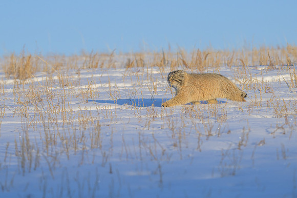 Pallas's cat
