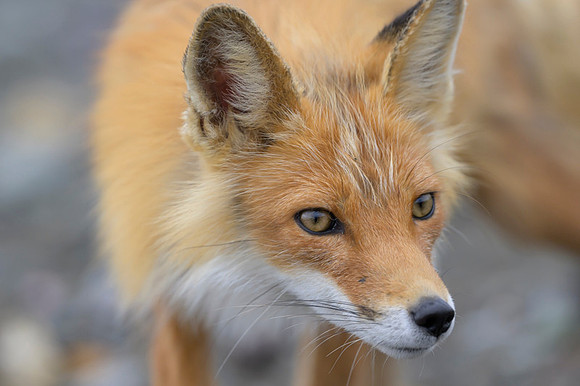 Red fox