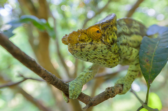 Parson's chameleon