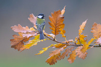 Great Tit / Sikora bogatka