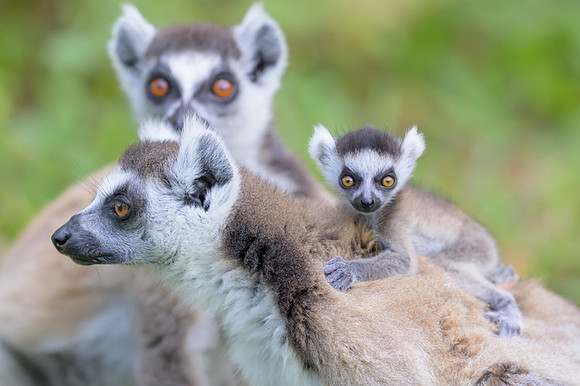 Ring-tailed lemurs
