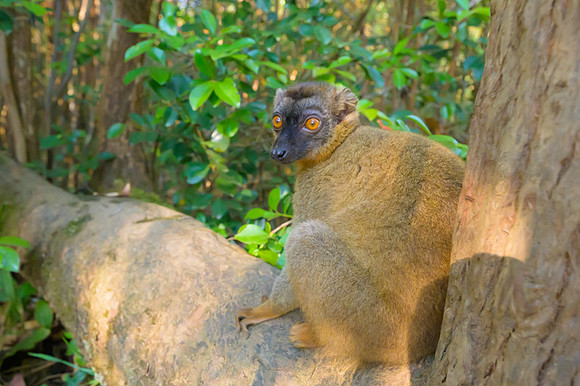 Common brown lemur