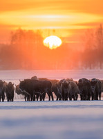 European Bison / Żubr