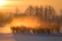 European Bison / Żubr