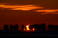 European Bison / Żubr