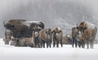 European Bison / Żubr