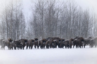 European Bison / Żubr