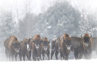 European Bison / Żubr