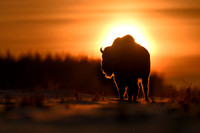 European Bison / Żubr