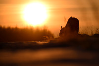 European Bison / Żubr