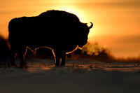 European Bison / Żubr