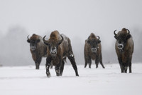 European Bison / Żubr