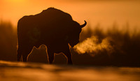 European Bison / Żubr